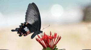 Shift Your Vibration and Change Your Story in 2026