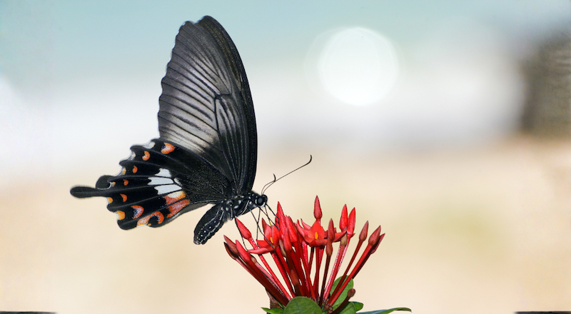 Shift Your Vibration and Change Your Story in 2026